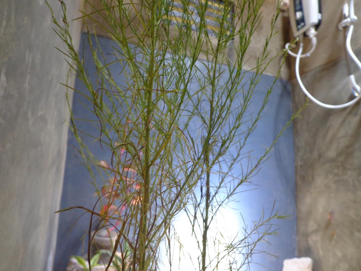 Ancient Gardens Villa ピンナワラ 部屋 写真